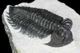 Coltraneia Trilobite Fossil - Huge Faceted Eyes #92940-3
